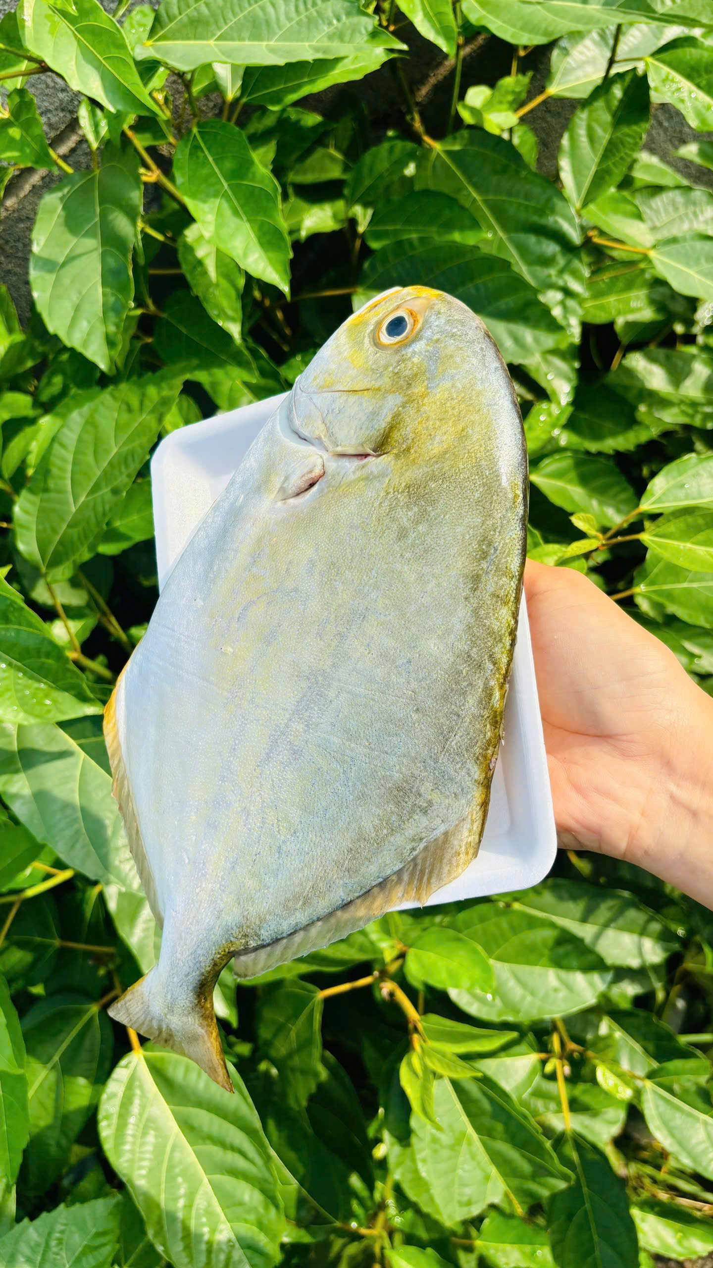 MỰC LÁ tươi sống (tùy size lớn nhỏ 4-6-10 hoặc 12-14con/Kg)