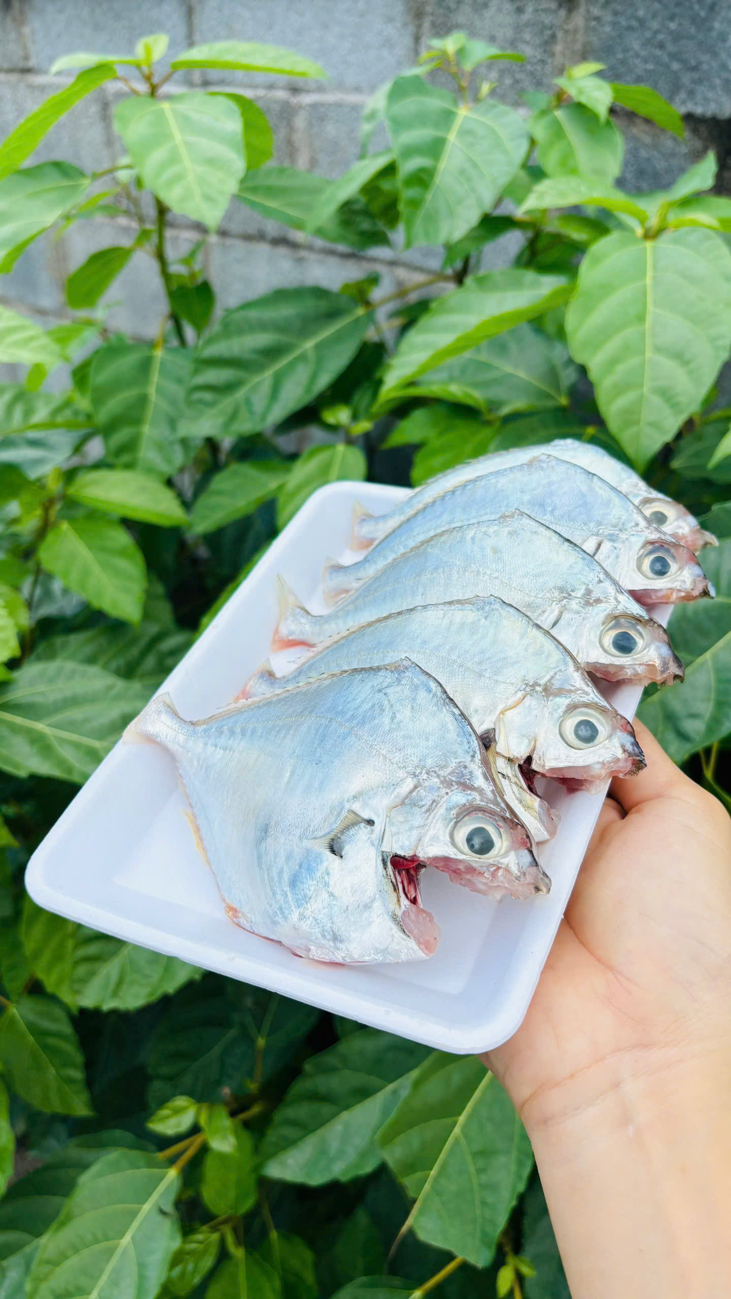 CÁ BÒ DA (nguyên con/kg)