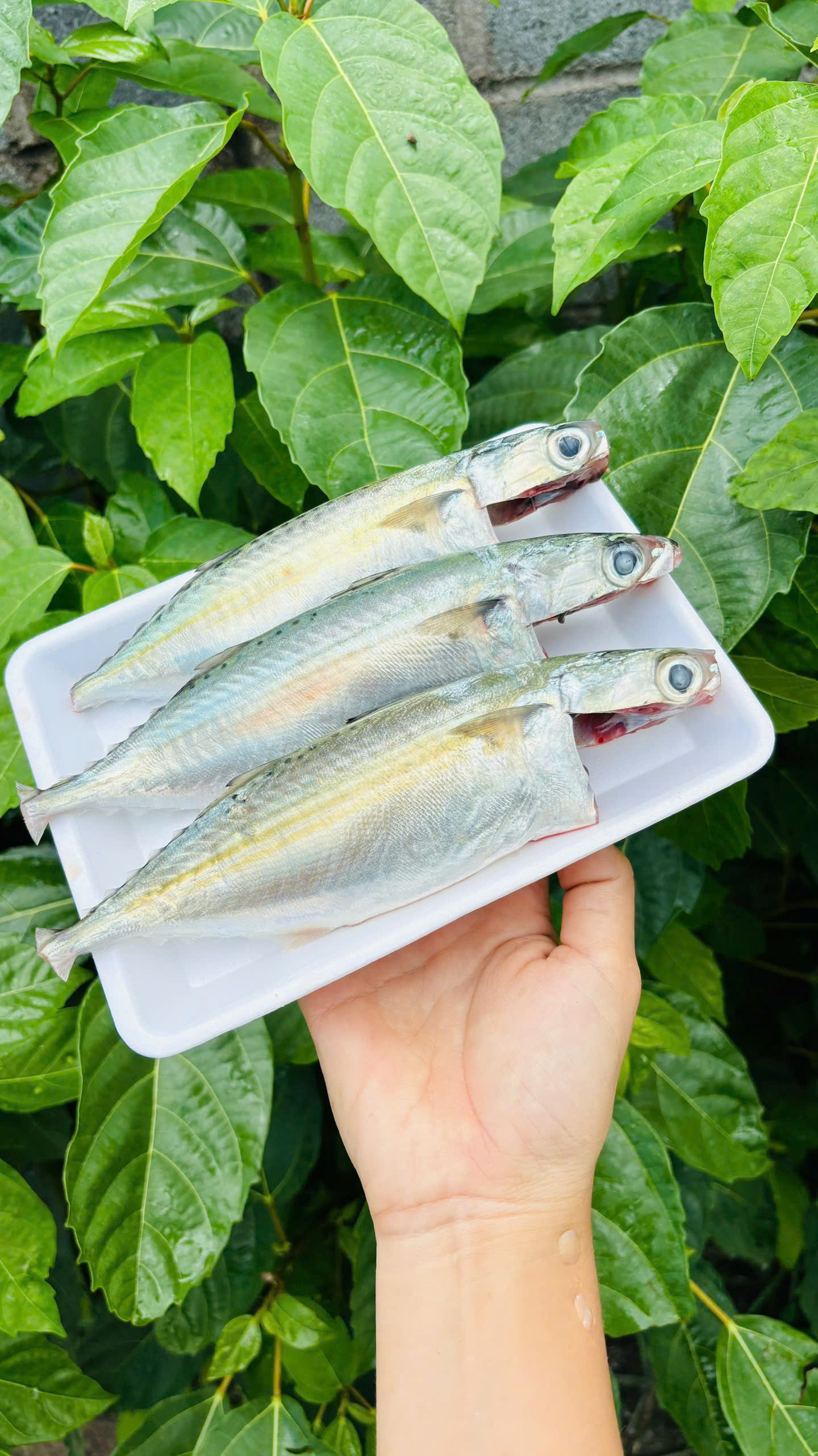 CÁ THU (nguyên con > 5kg)