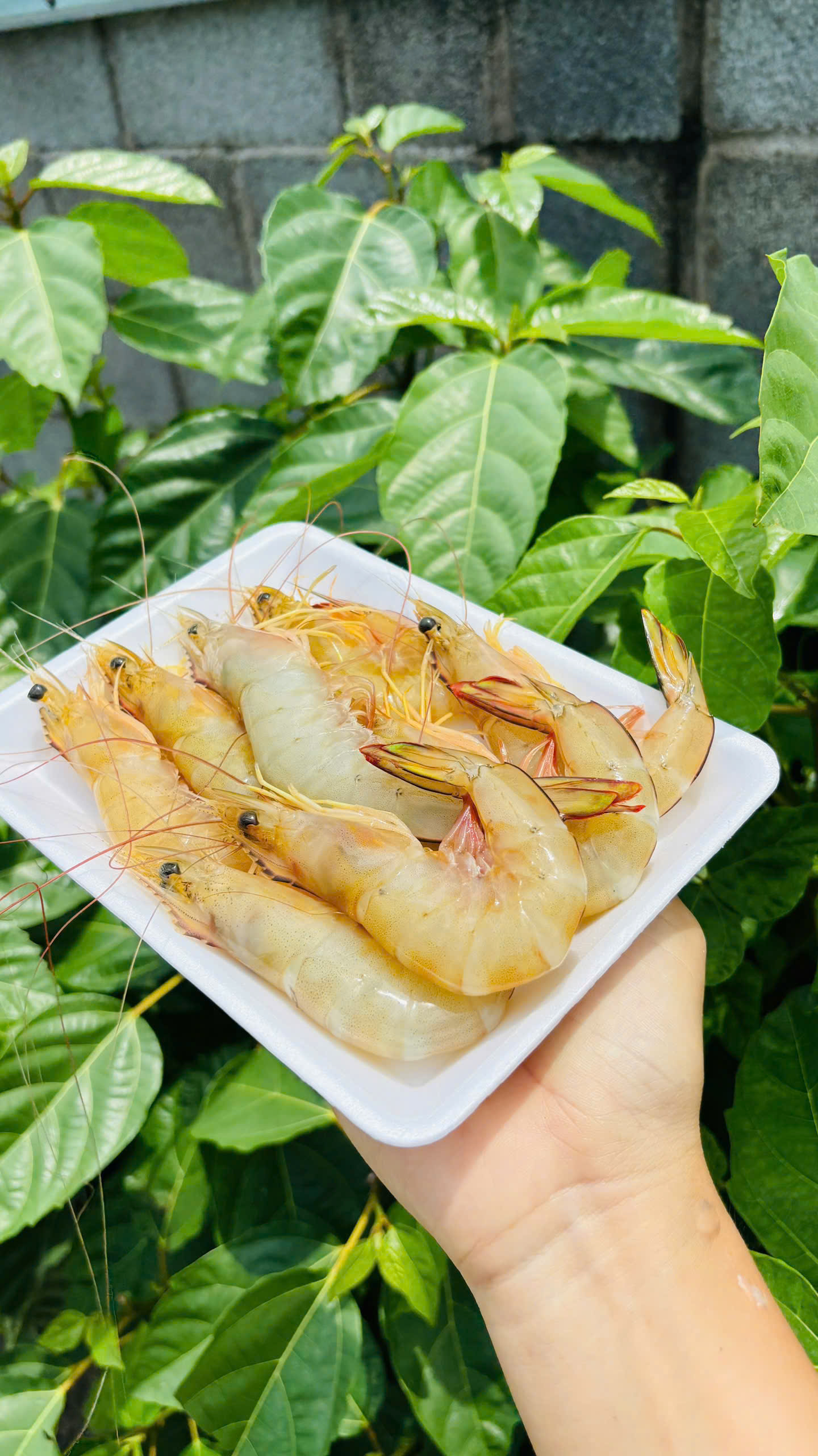 KHÔ DỨA 1 nắng cắt khúc