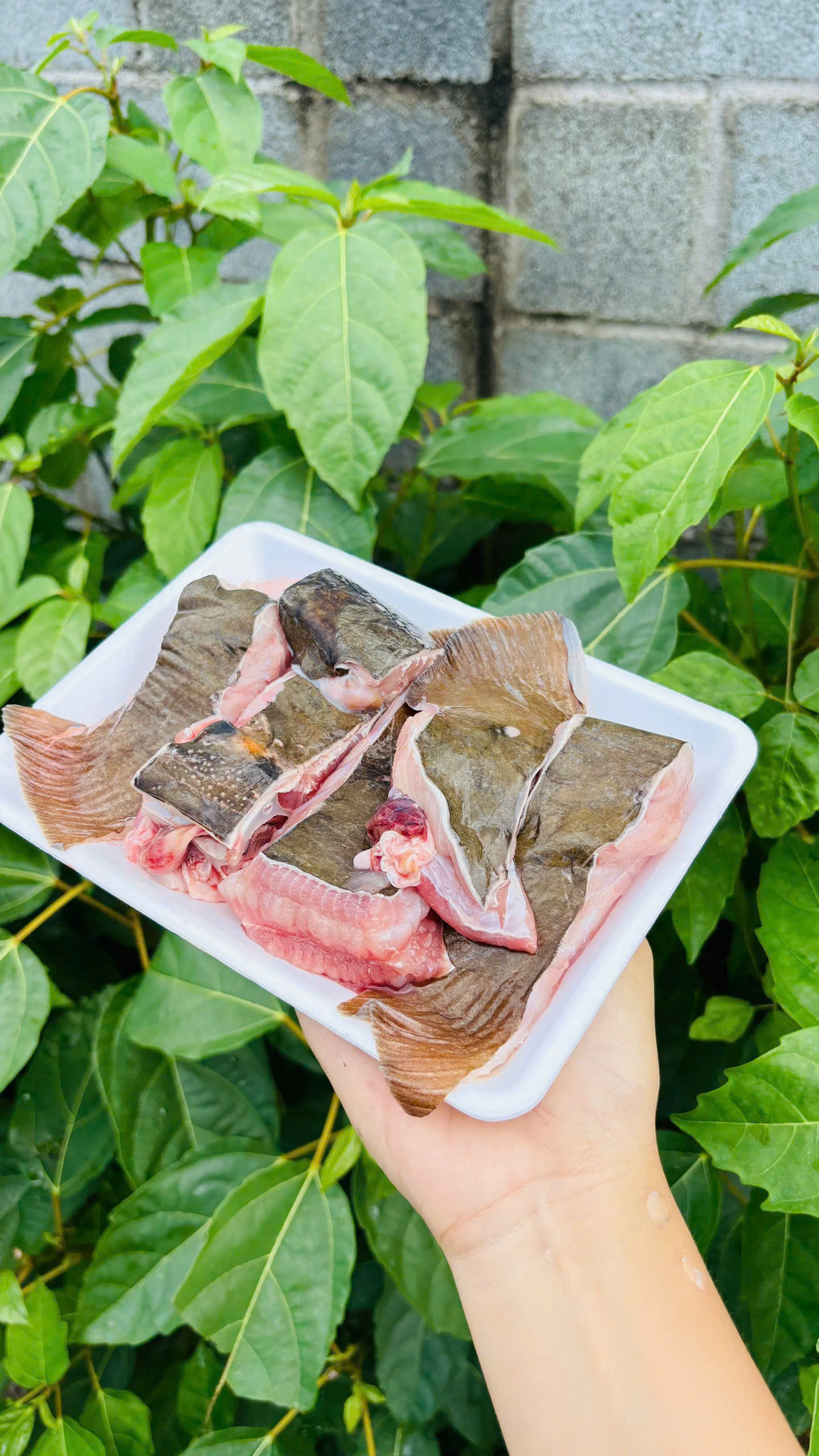 CÁ BỚP (thịt lát)