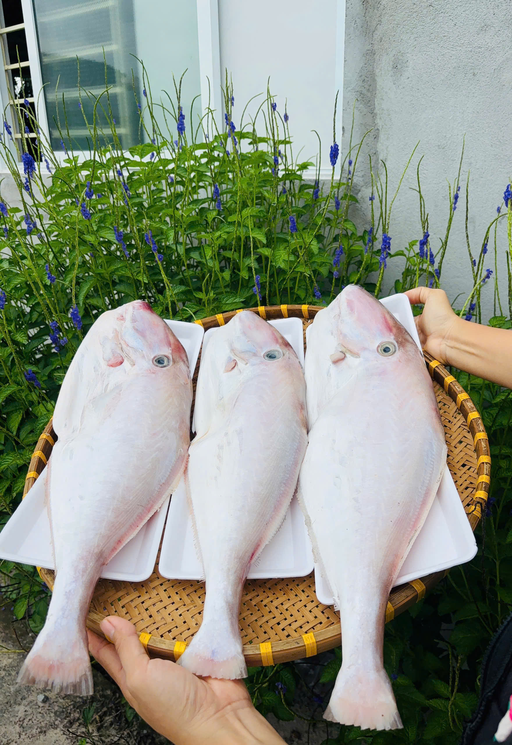 CÁ BÒ DA (nguyên con/kg)