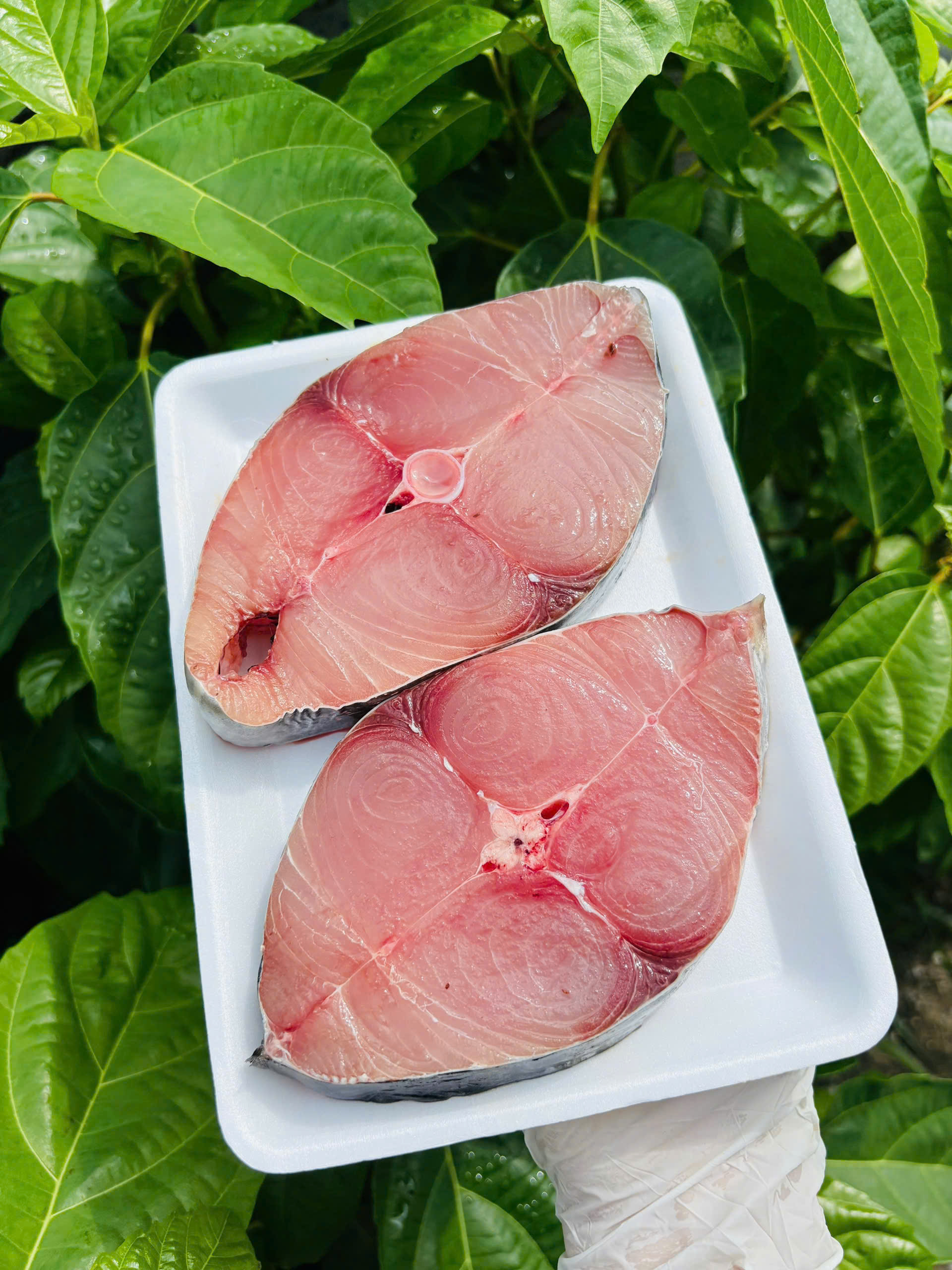KHÔ MỰC Cào size bàn tay 16-18con/Kg