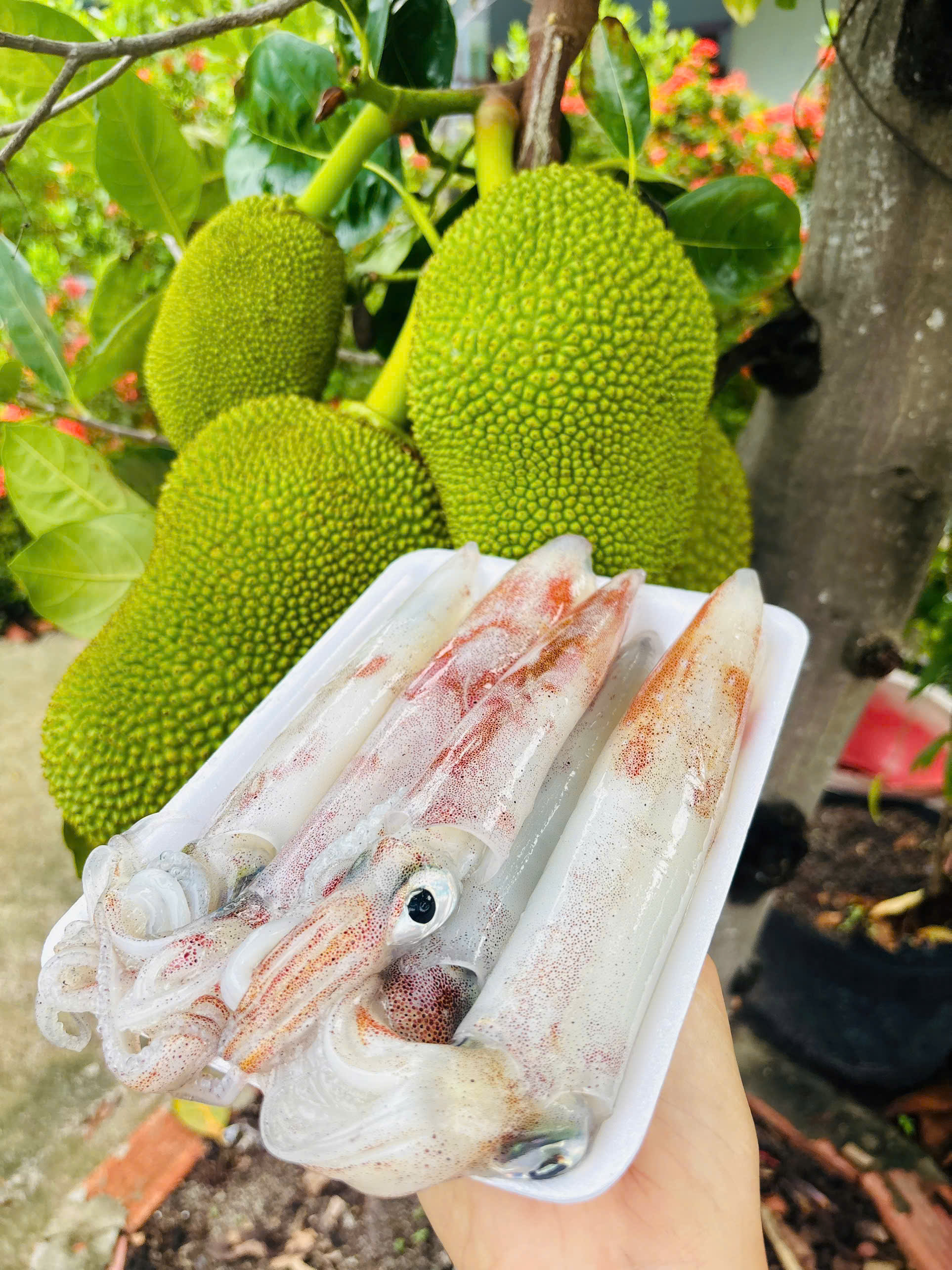 KHÔ CÁ ĐÙ 1 nắng