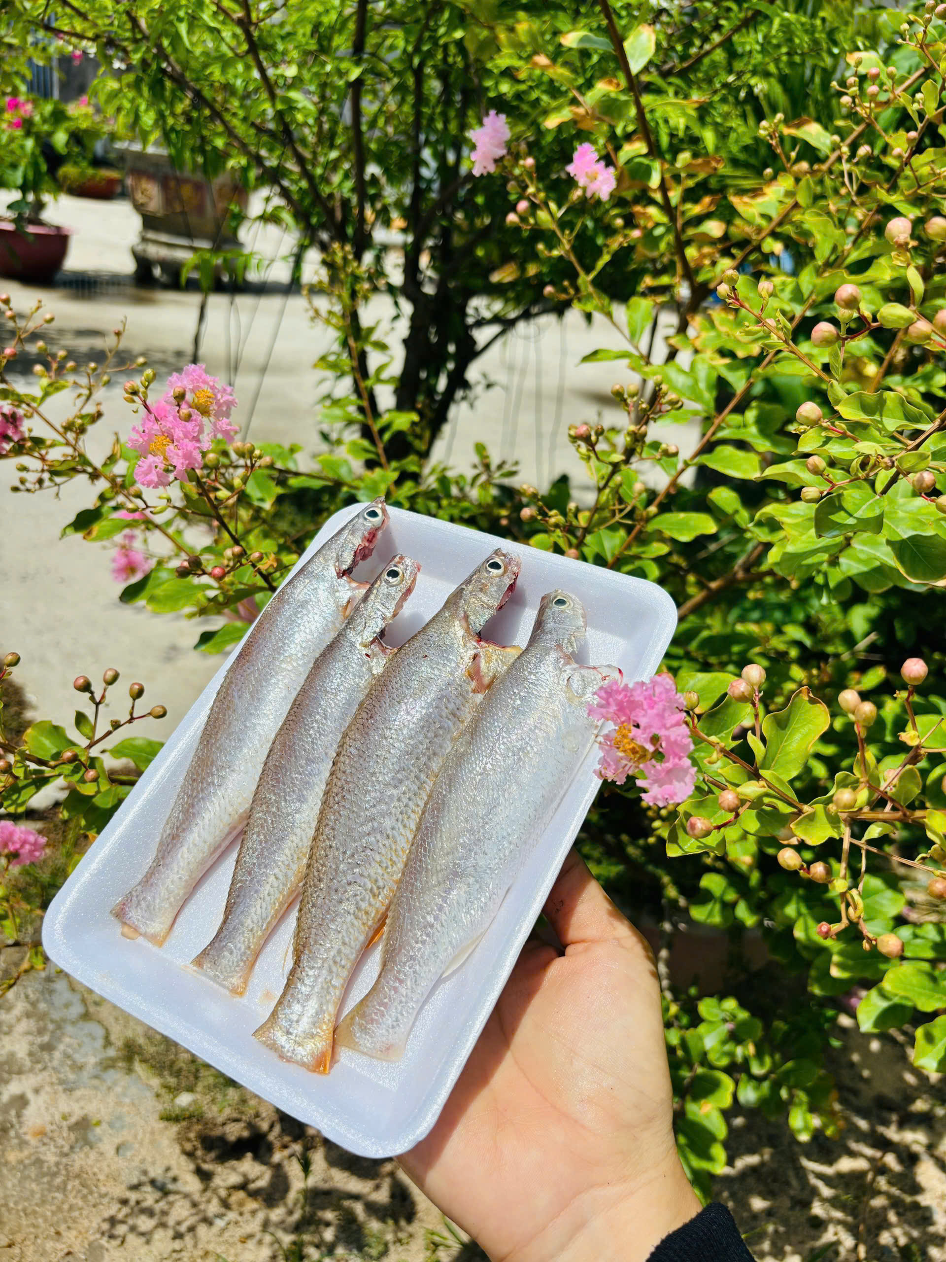 CÁ ONG CĂN