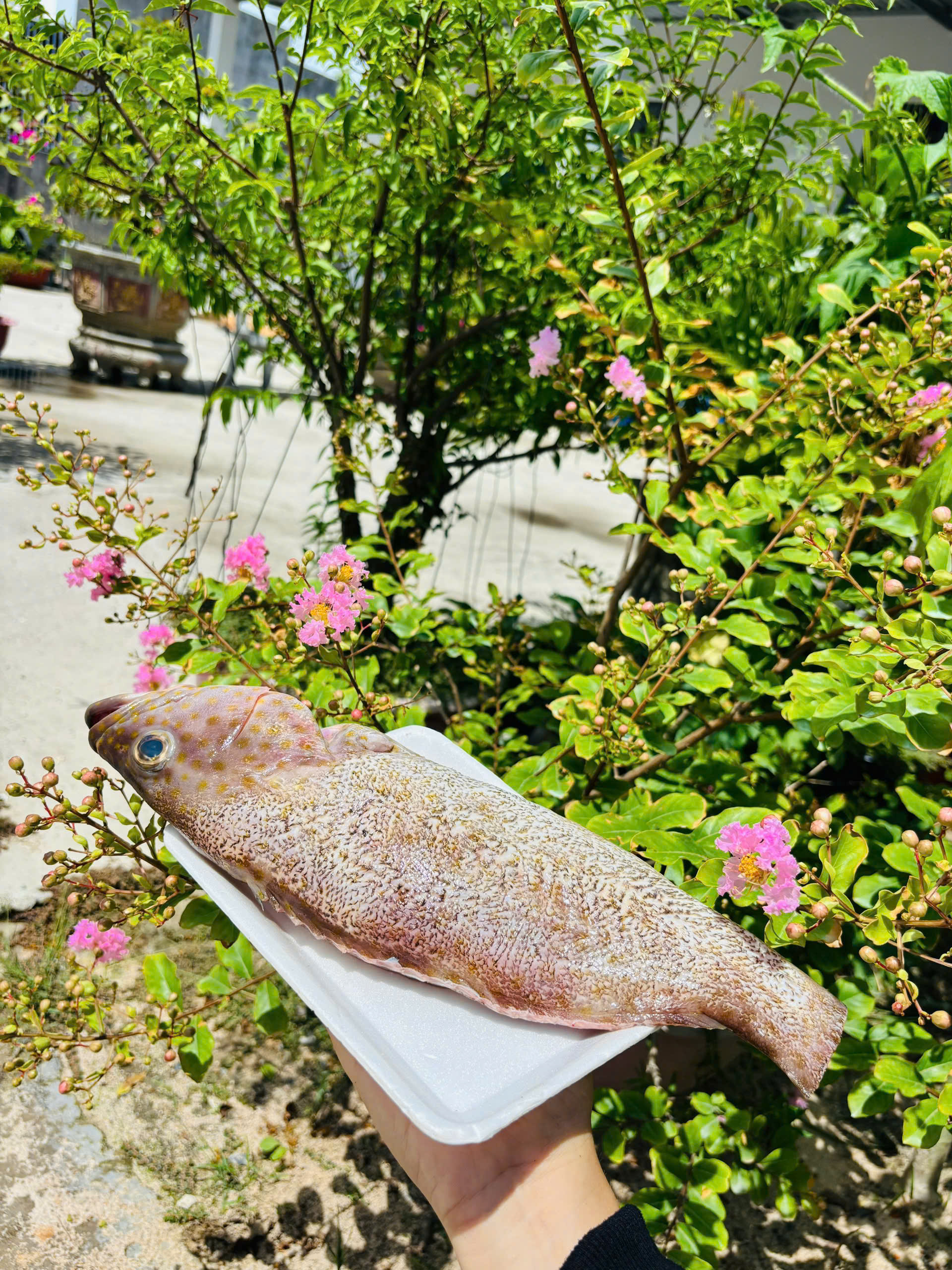 CÁ MÚ ĐỐM (nguyên con/Kg)