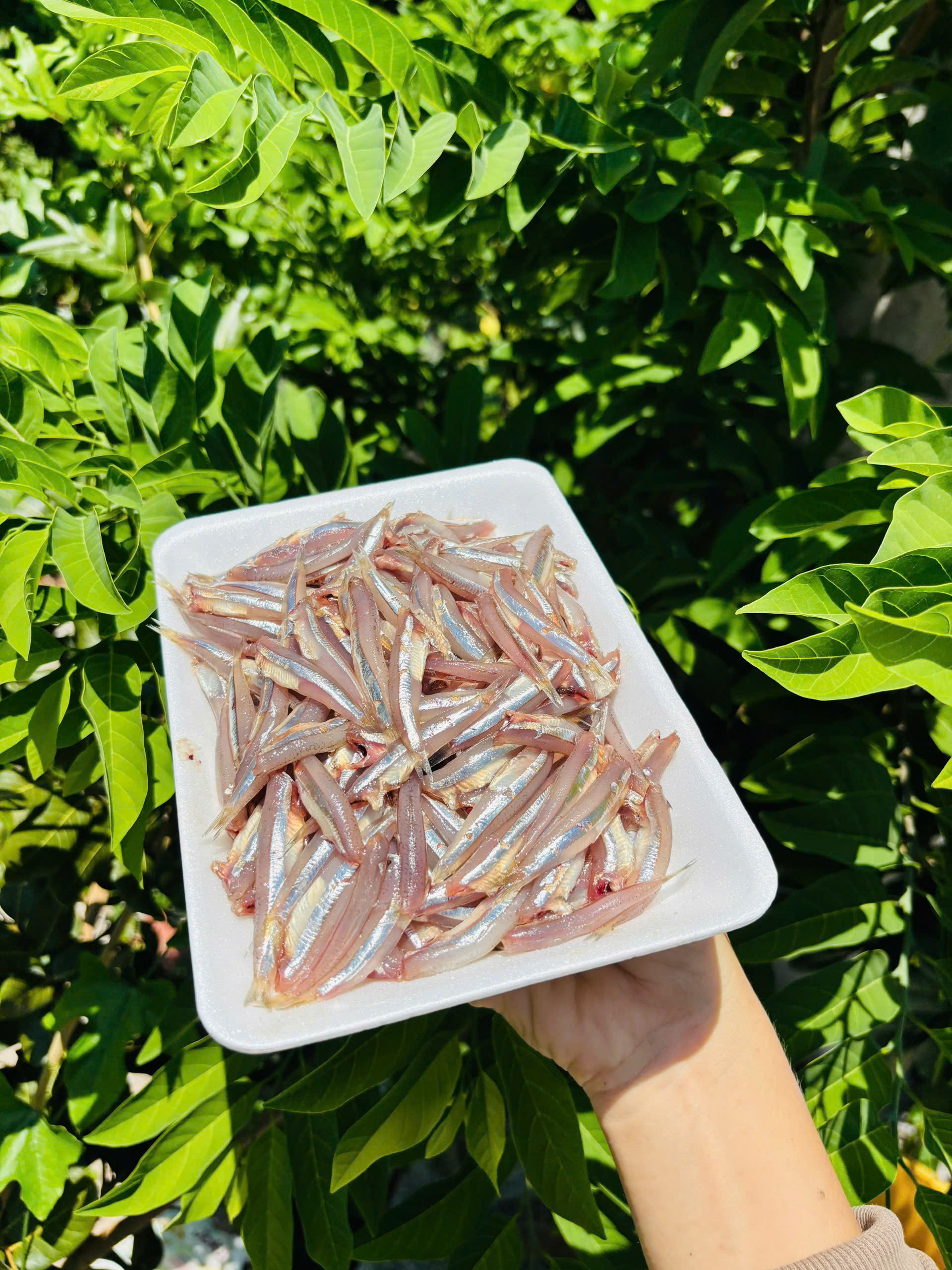 CÁ CƠM size nhỏ