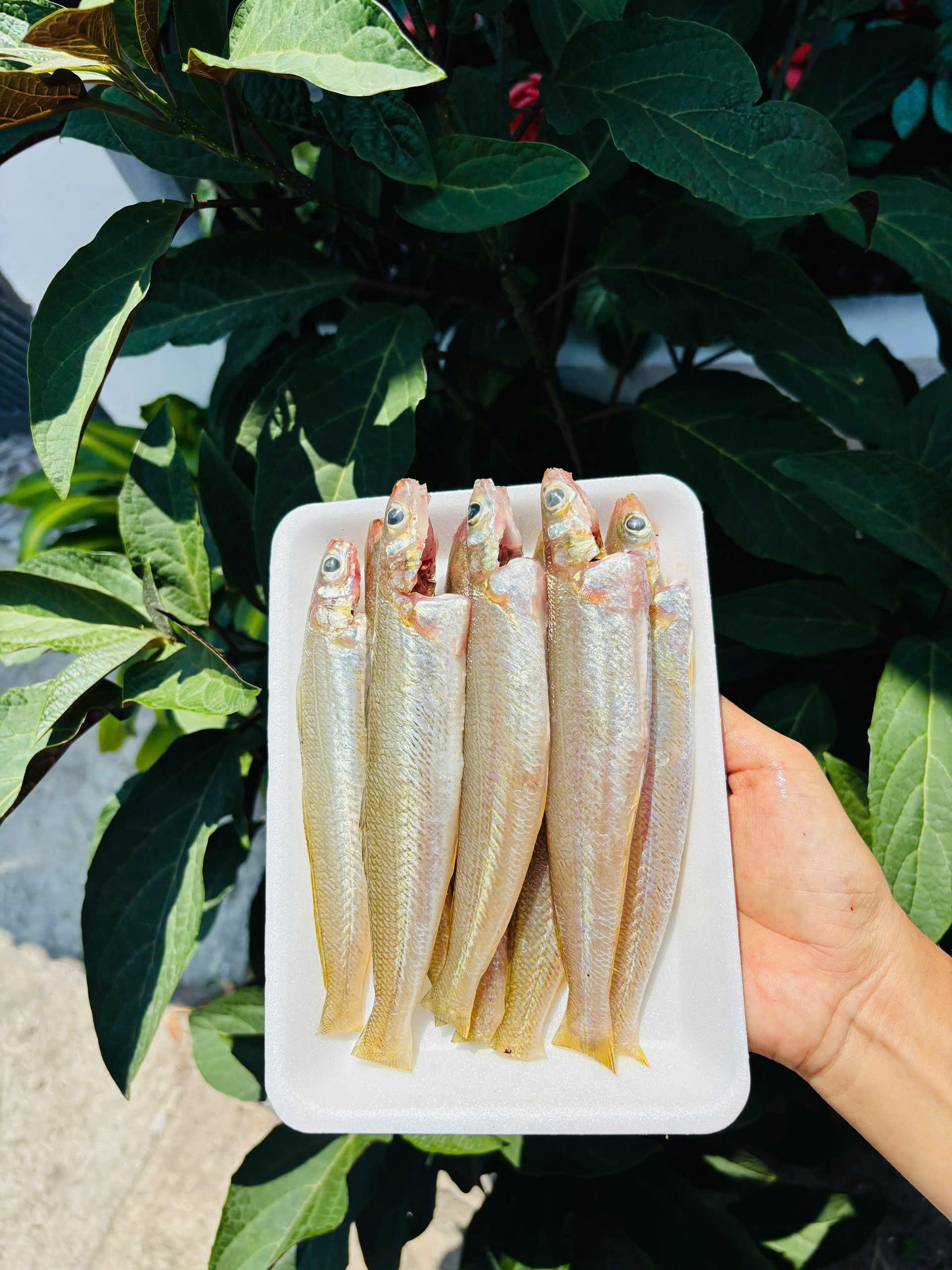 CÁ ĐỤT VÀNG