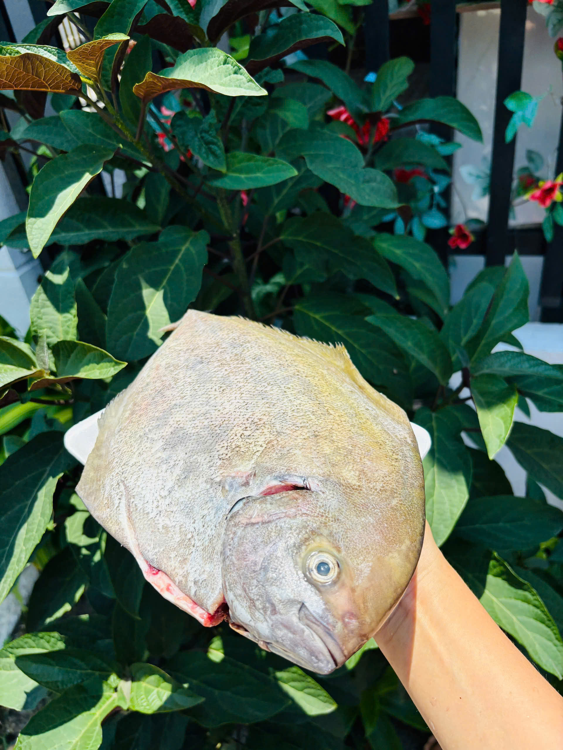 CÁ ĐỤT VÀNG