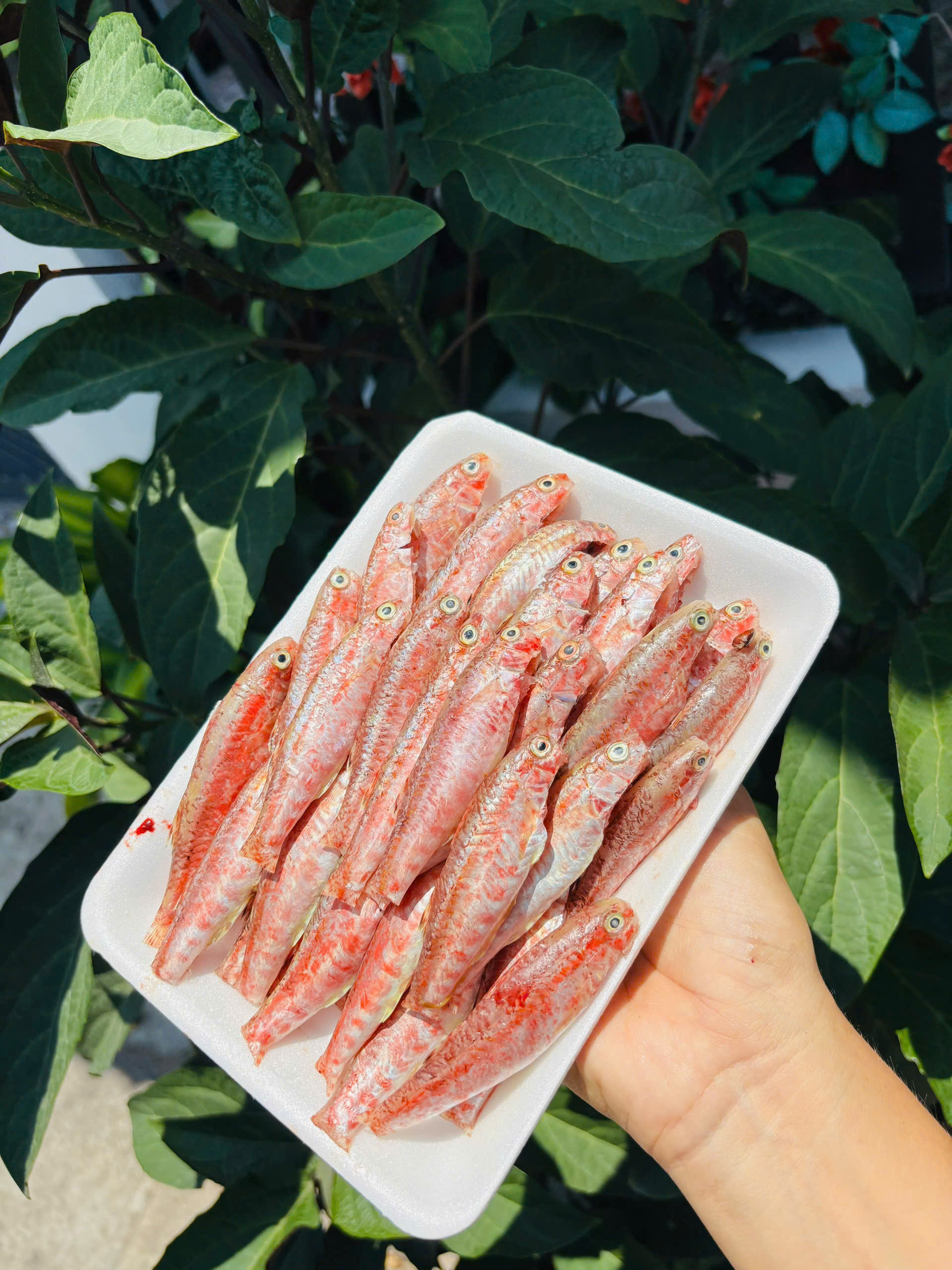 CÁ MÚ ĐỐM (nguyên con/Kg)