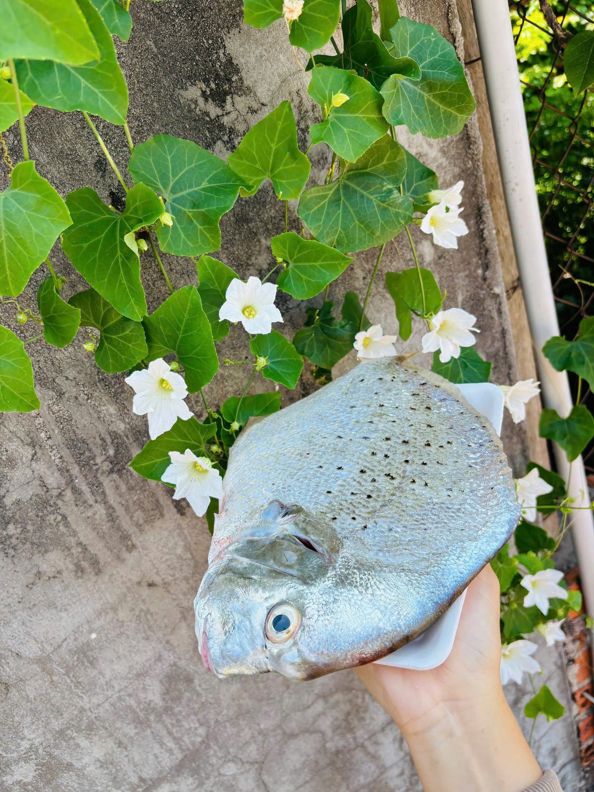 CÁ BỚP (nguyên con > 5kg)