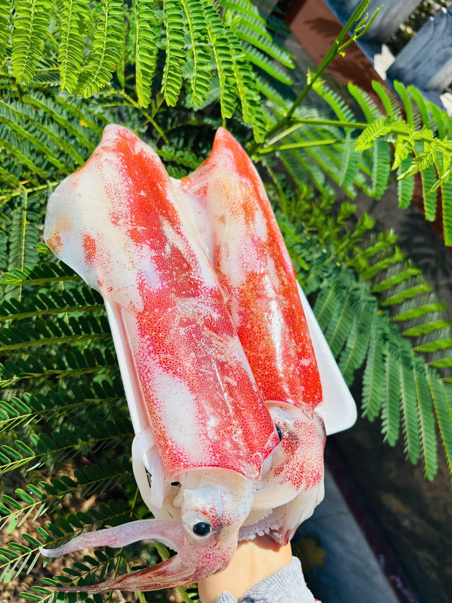 Combo khô đặc sản