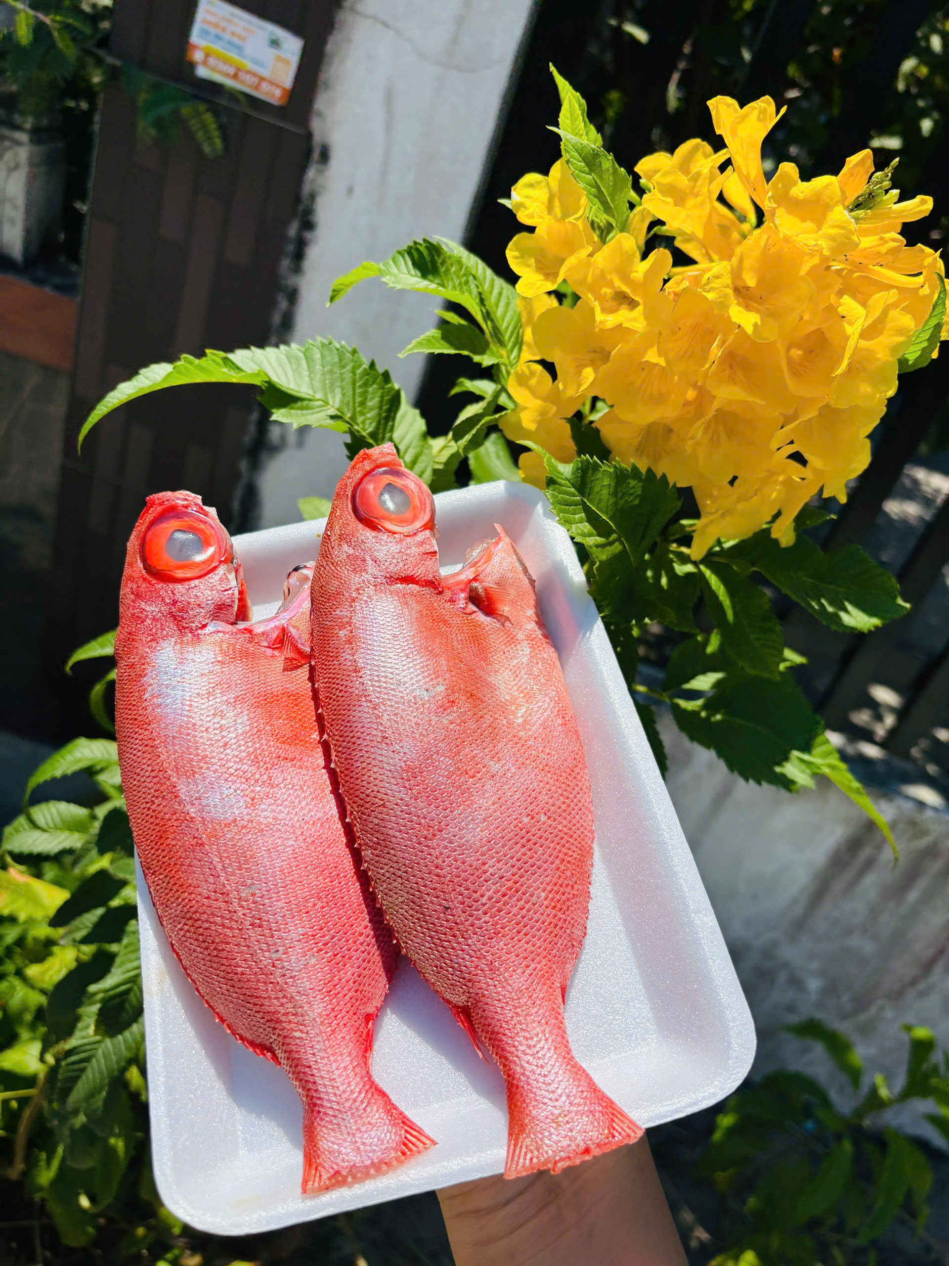 MỰC ỐNG tươi sống (tùy size lớn nhỏ 6-10 hoặc 12-14-17con/Kg)