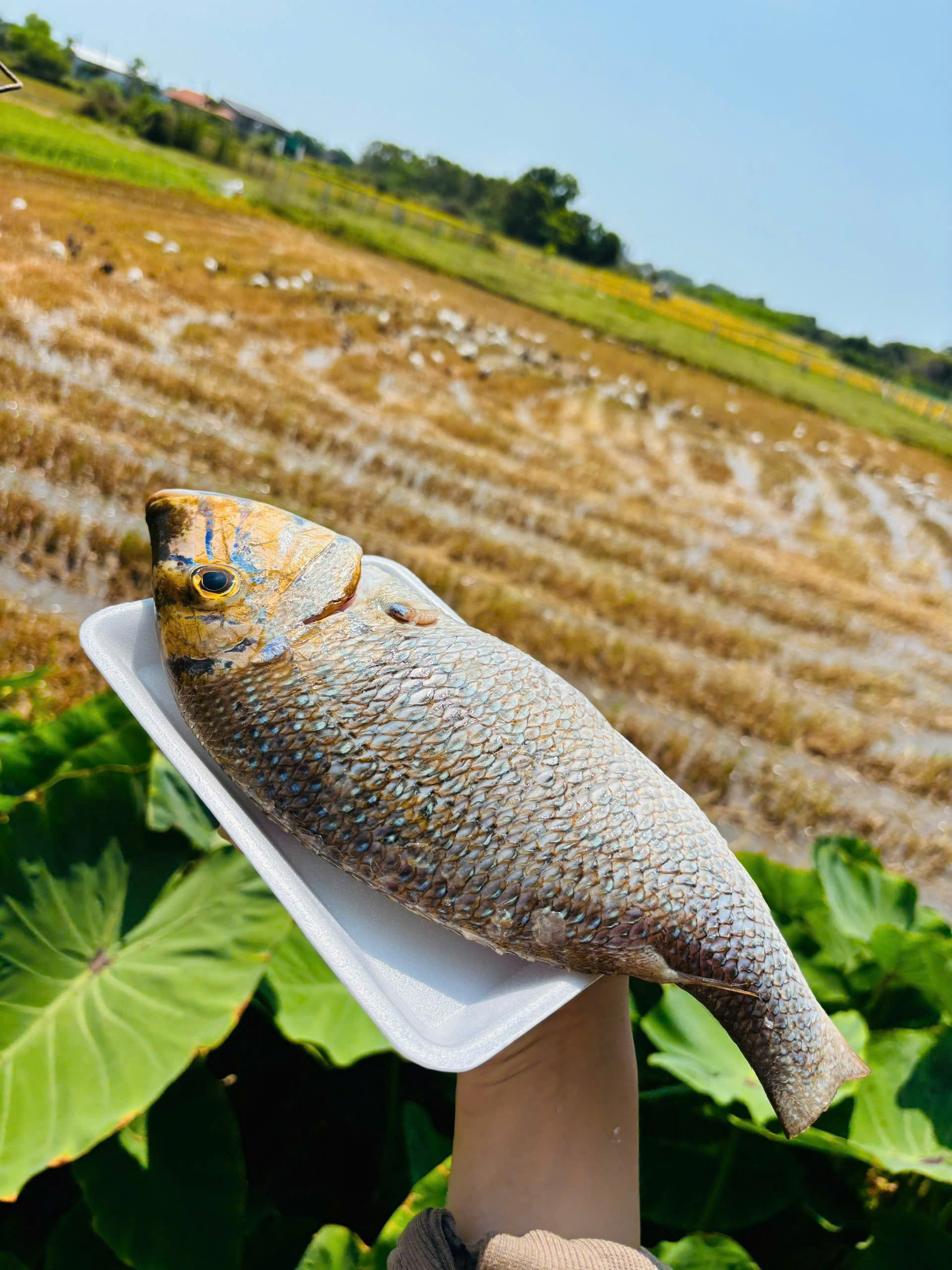 CÁ LIỆT bầu