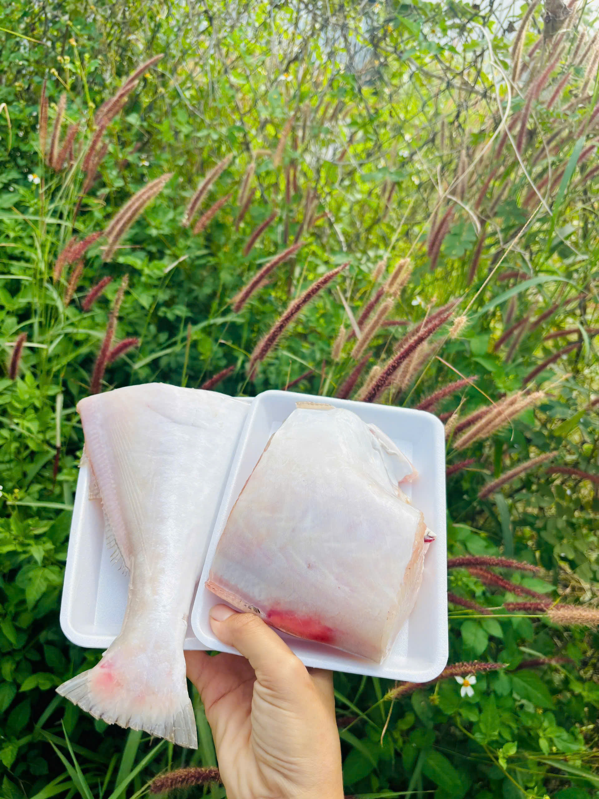 CÁ HỐ