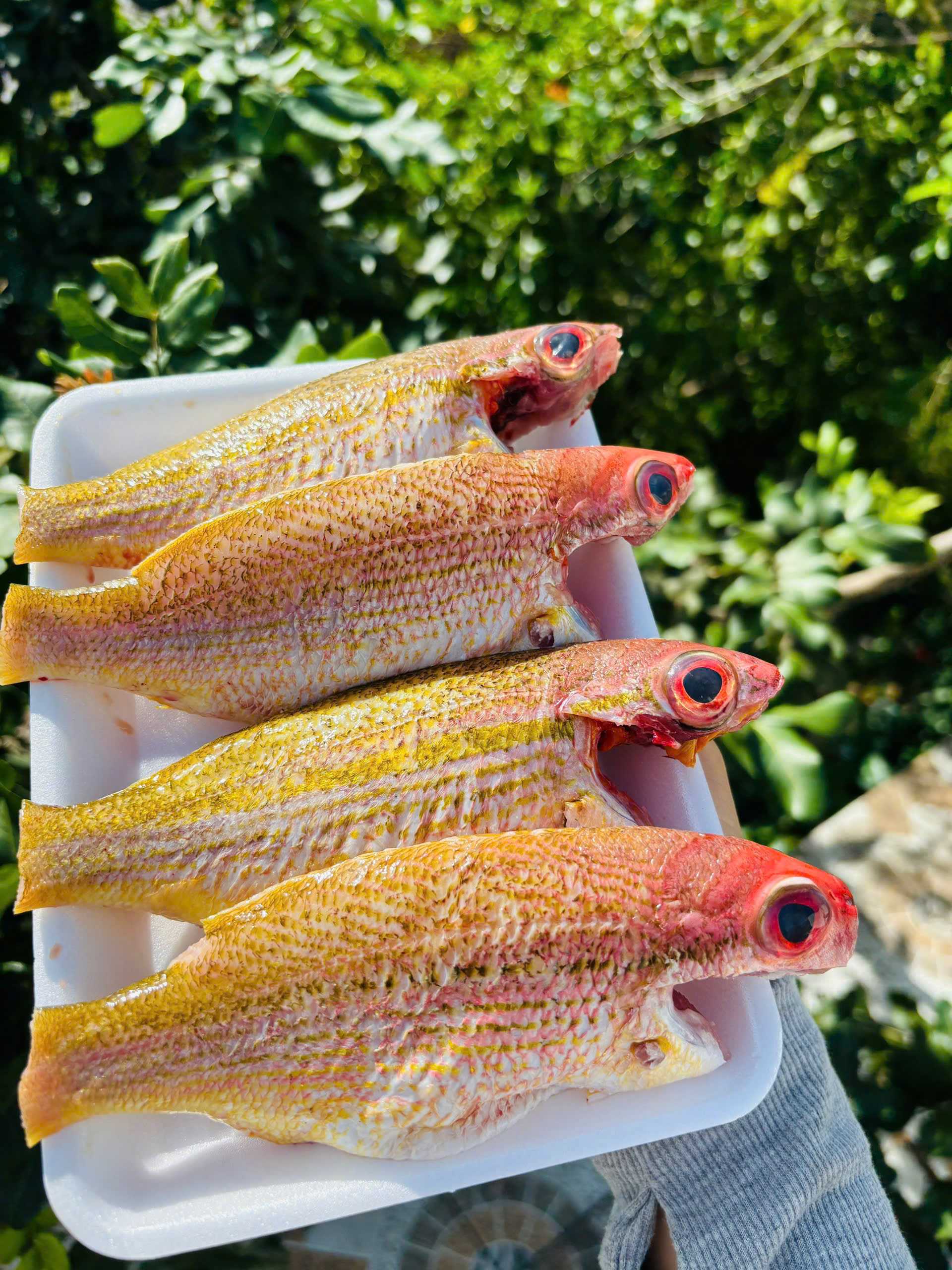 CÁ CAM (nguyên con/kg)