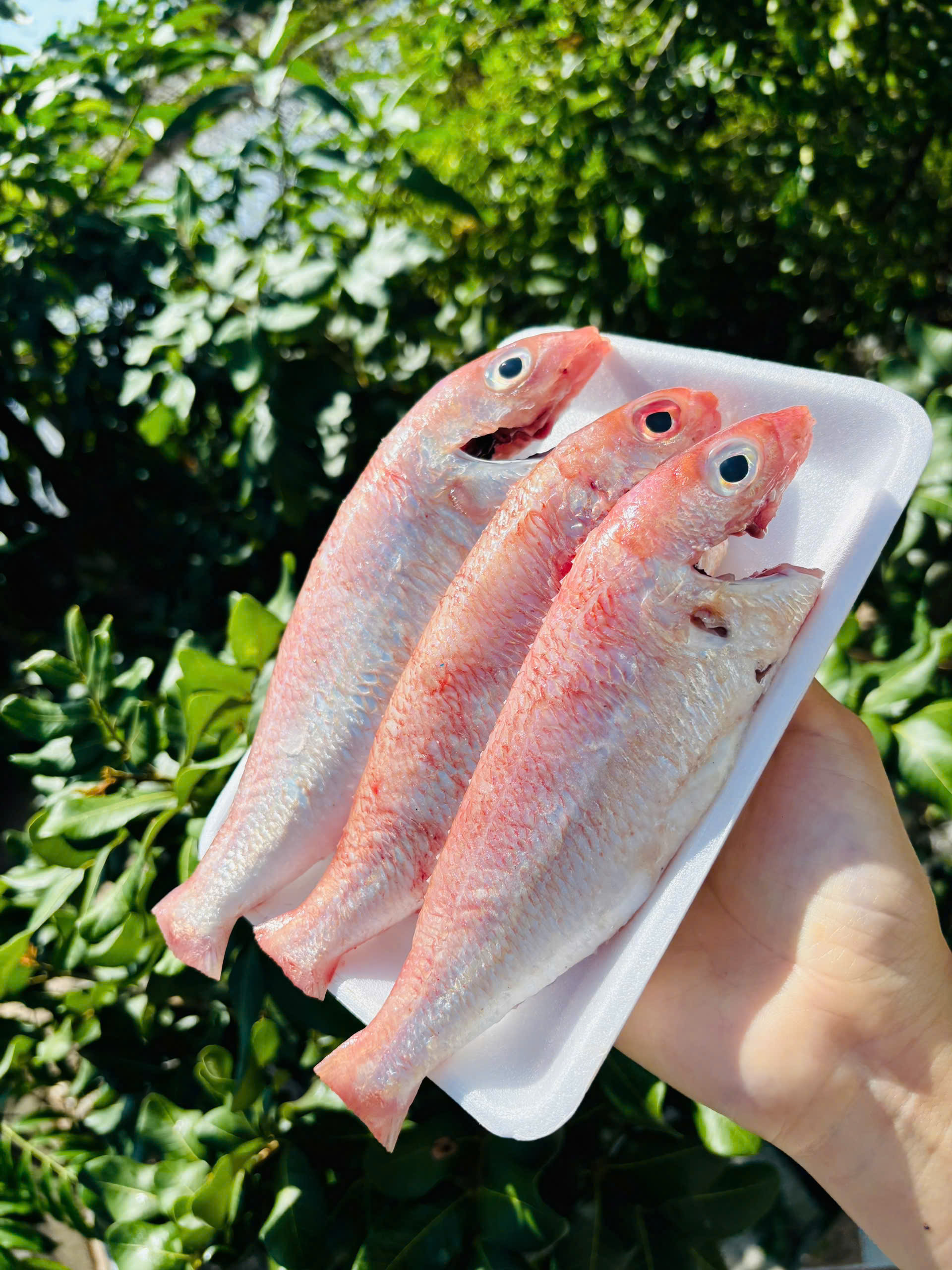 CÁ HƯỜNG