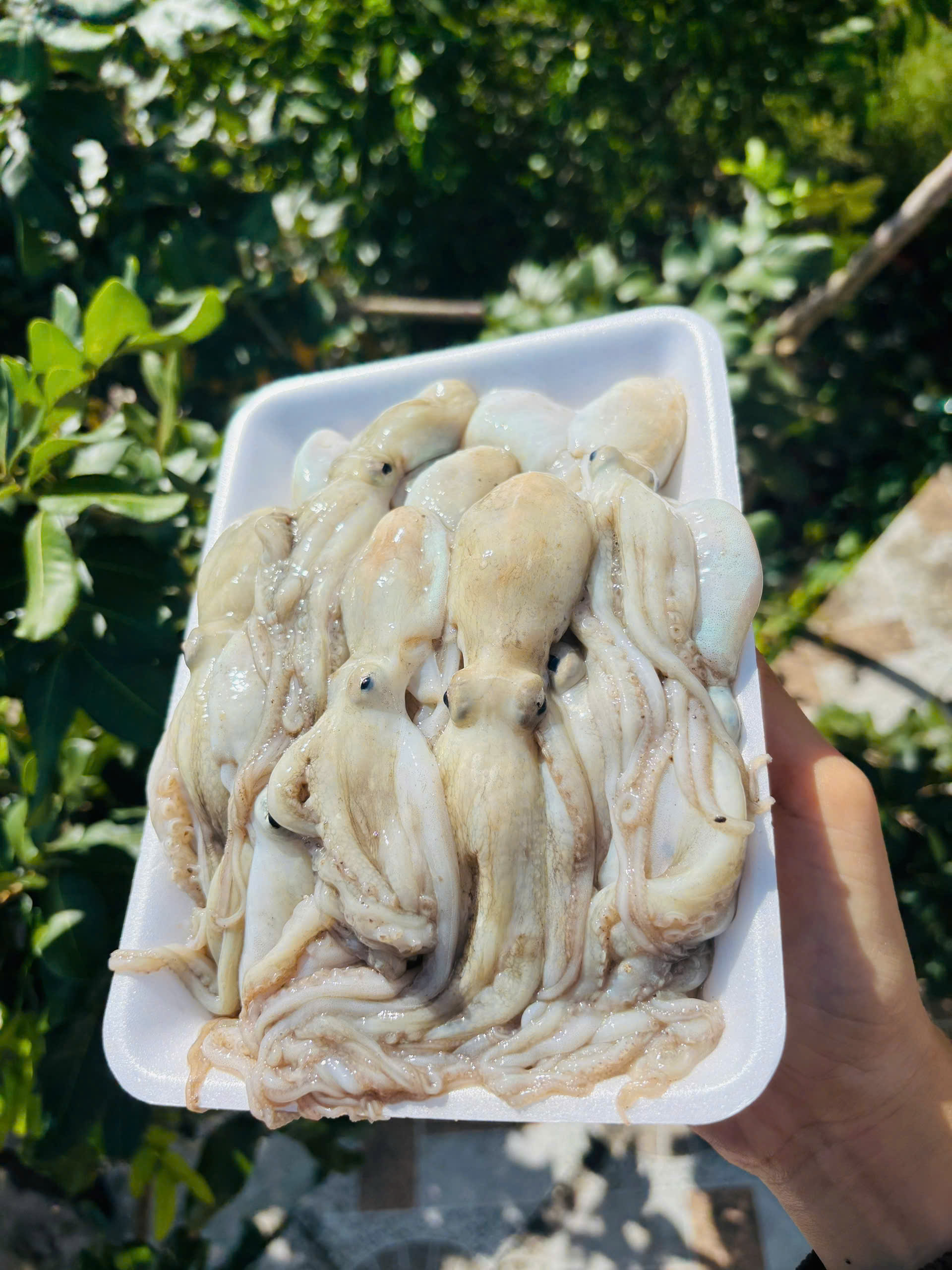 BẠCH TUỘT
