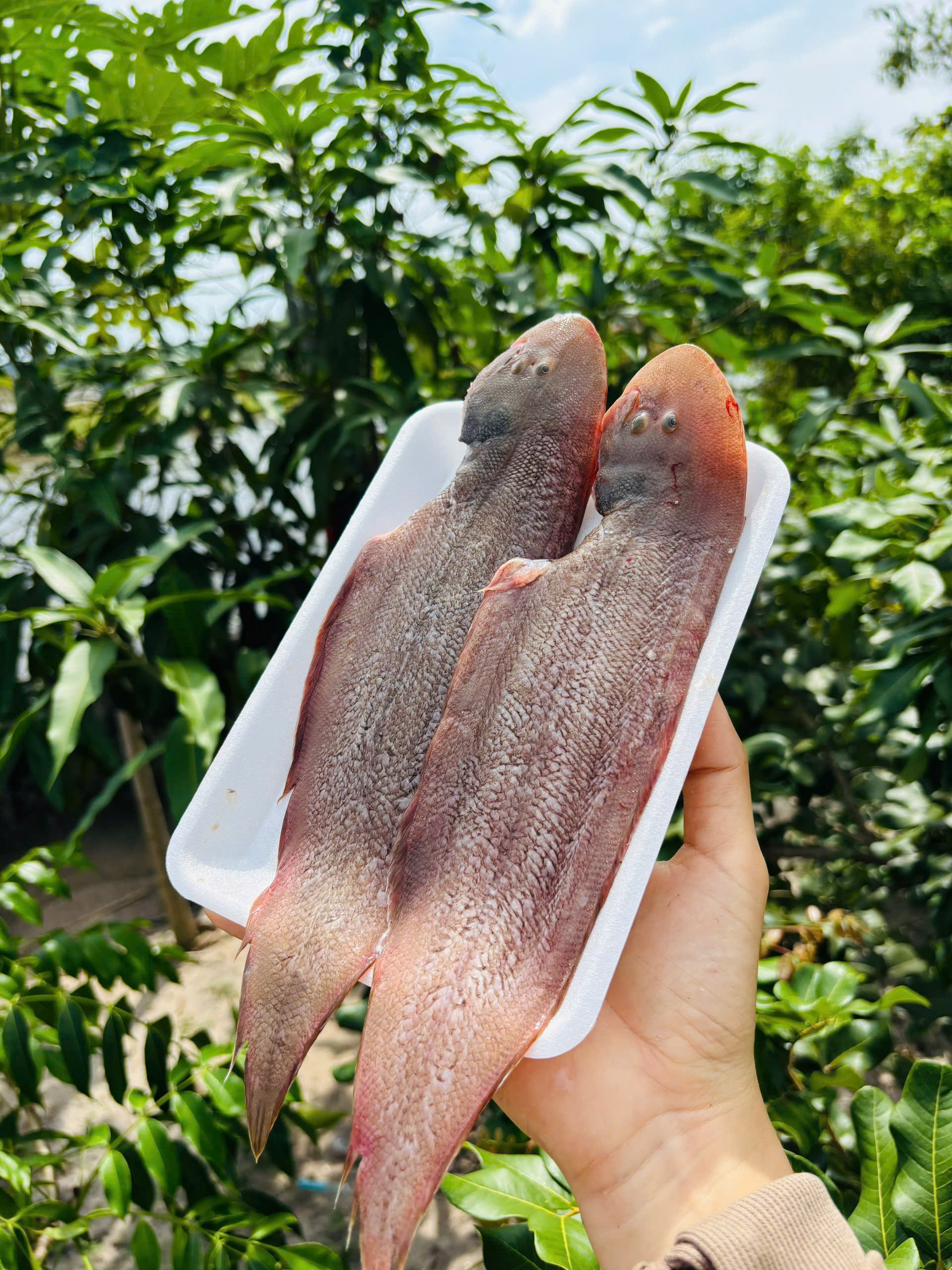 CÁ CHIM TRẮNG bè biển (nguyên con/kg)