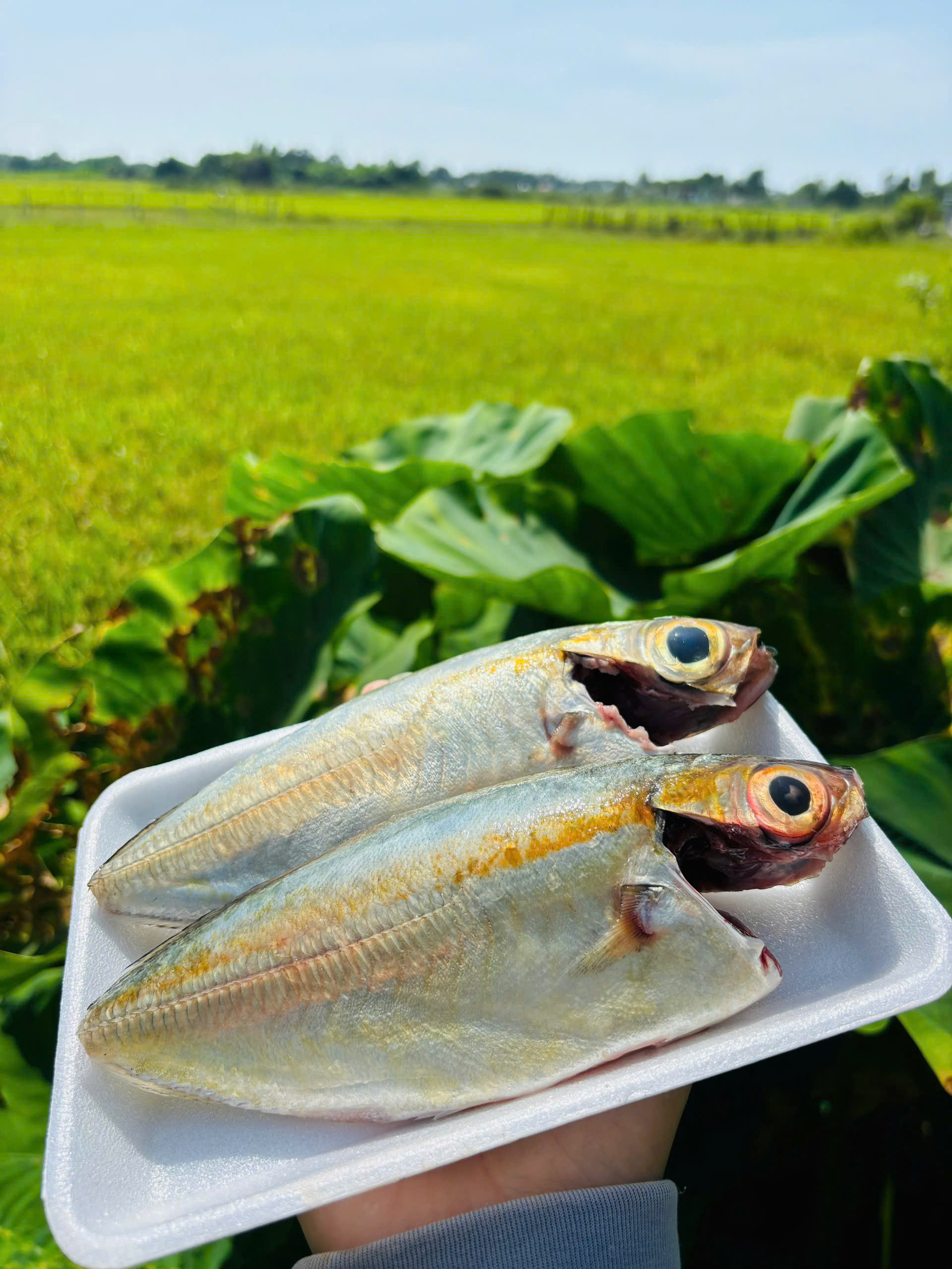 KHÔ CÁ THU 1 nắng