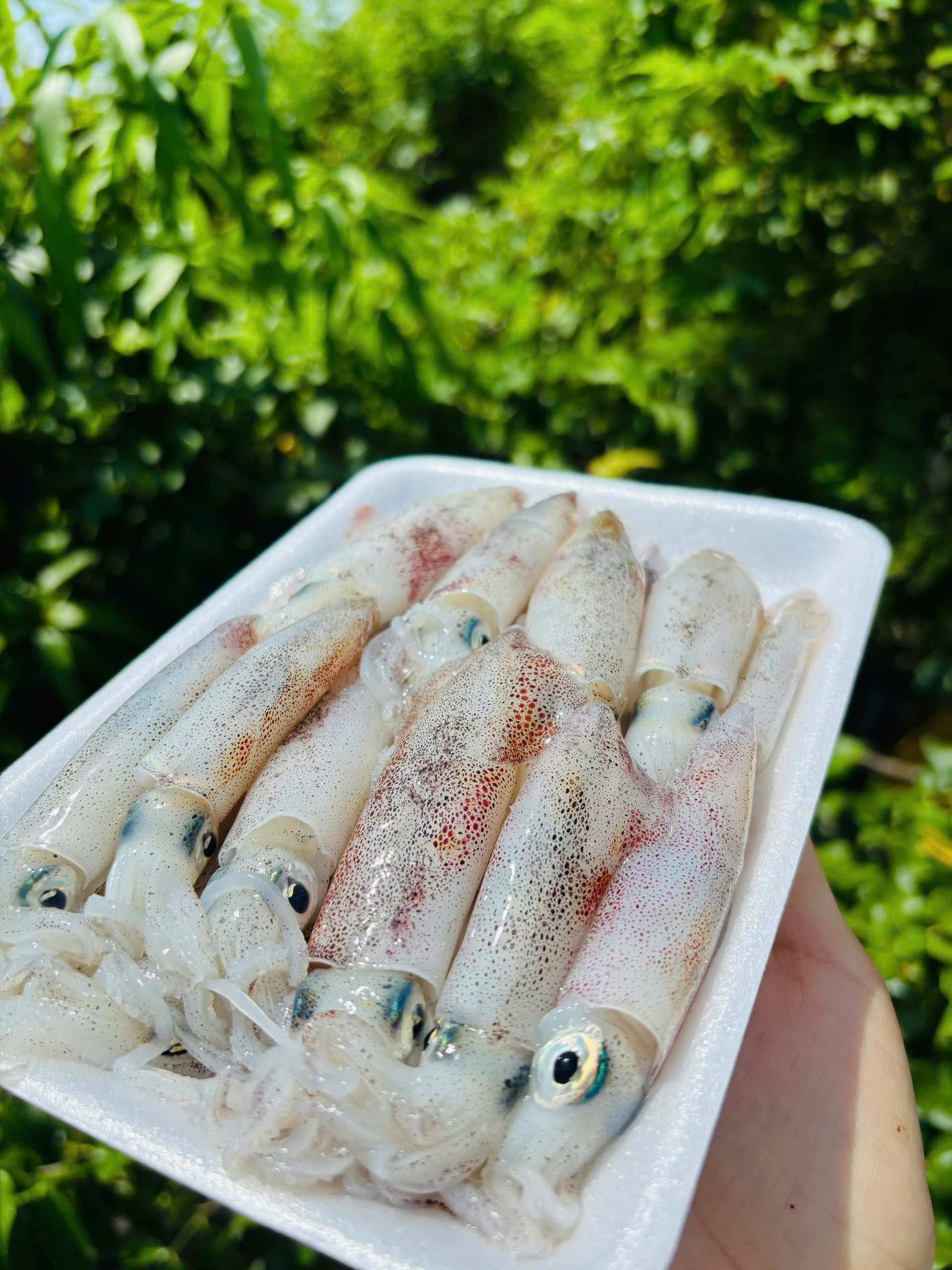 MỰC ỐNG MINI