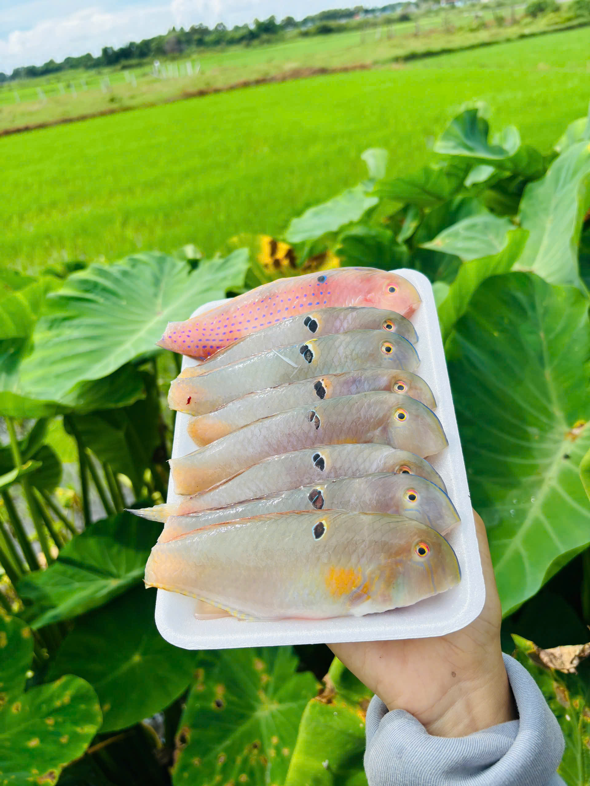 MỰC LÁ 1 nắng