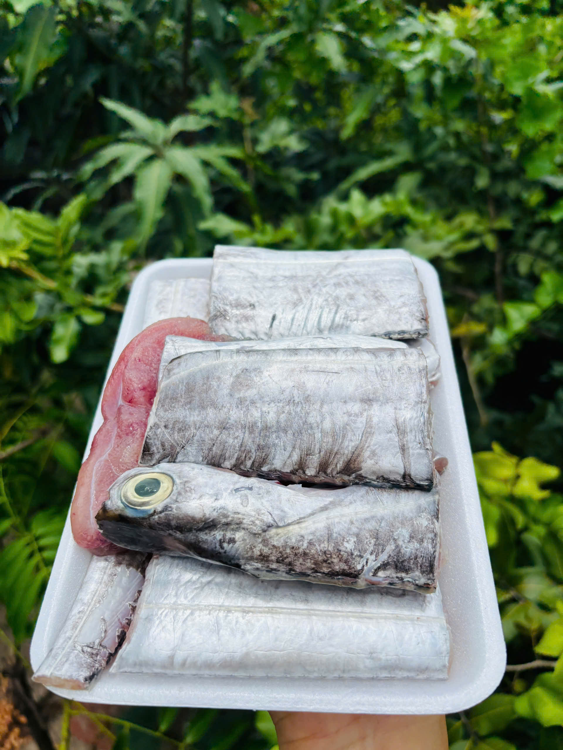 CÁ LƯỠI TRÂU
