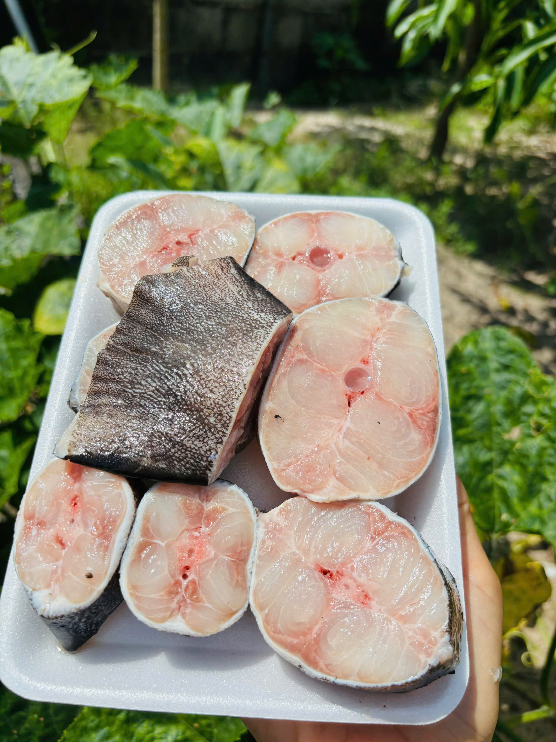 CÁ HƯỜNG