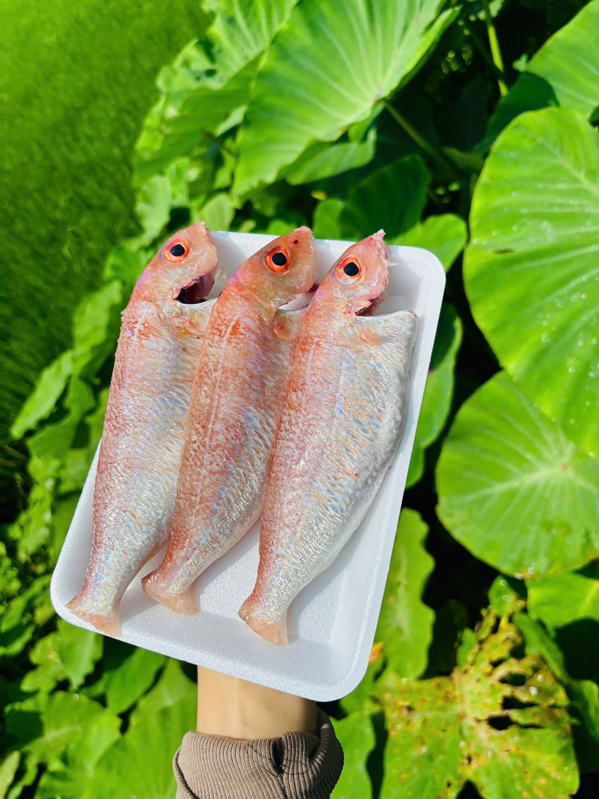 CÁ LIỆT lợ
