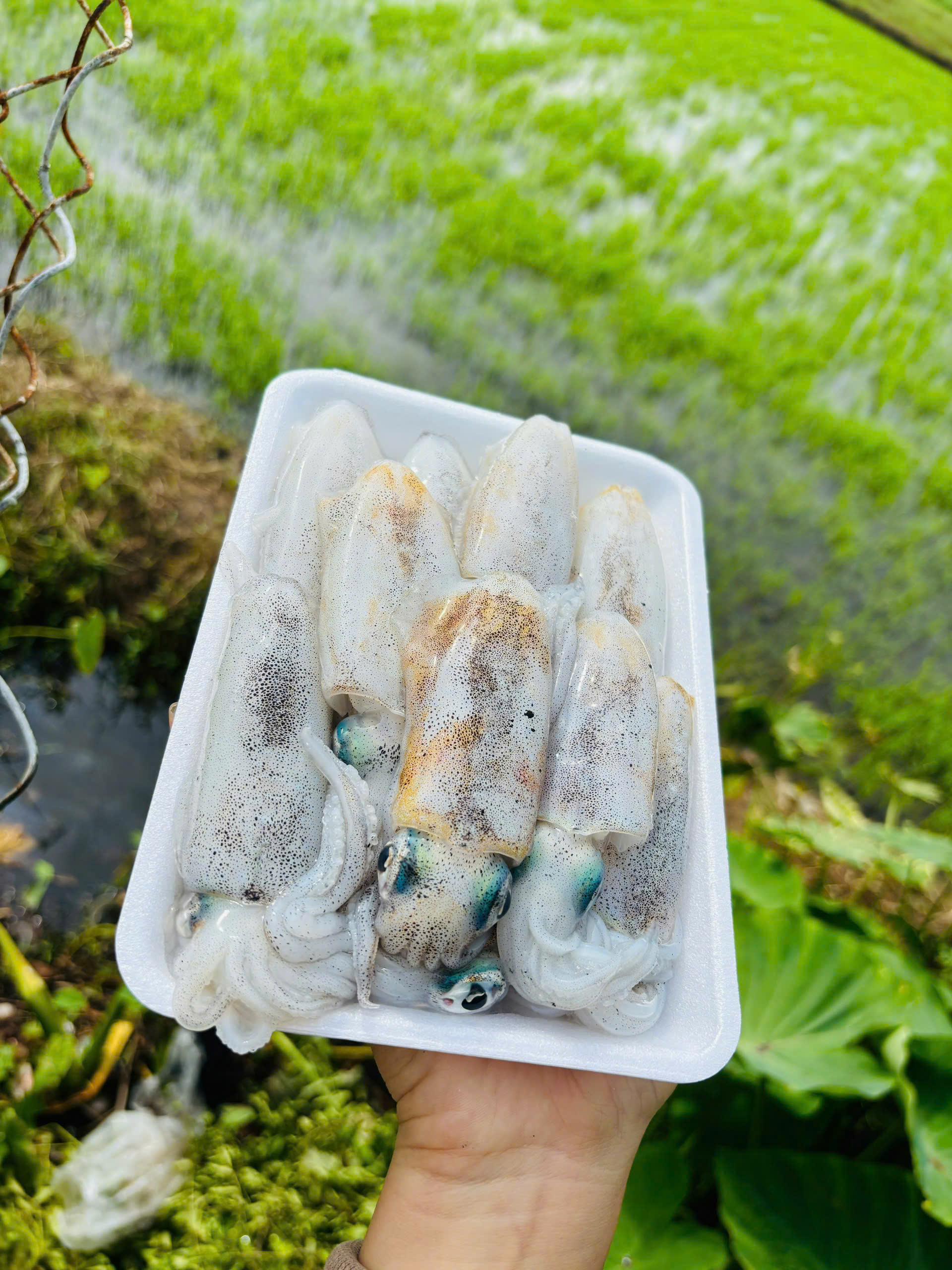 KHÔ CÁ CHỈ VÀNG