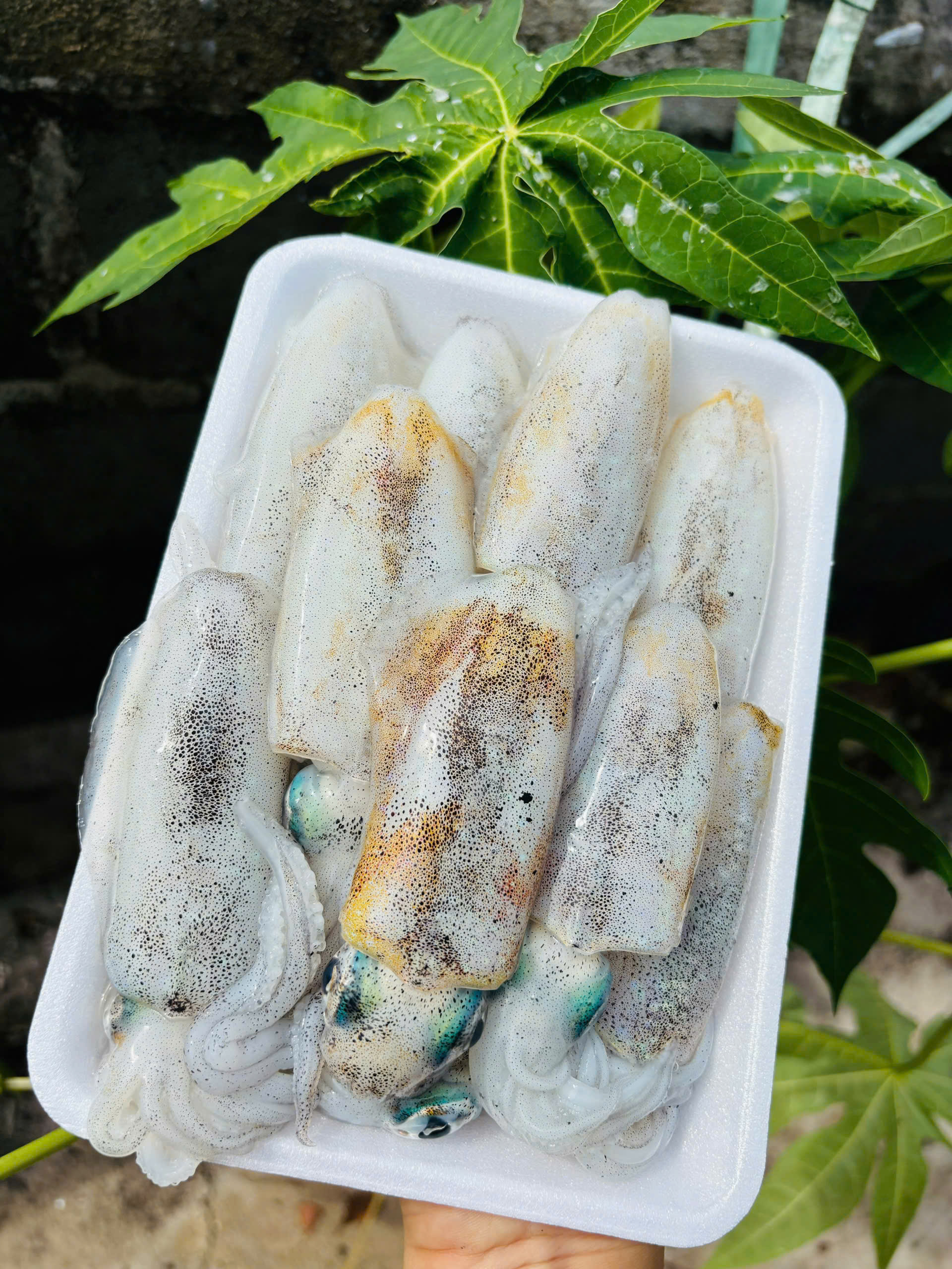 CÁ NHỒNG
