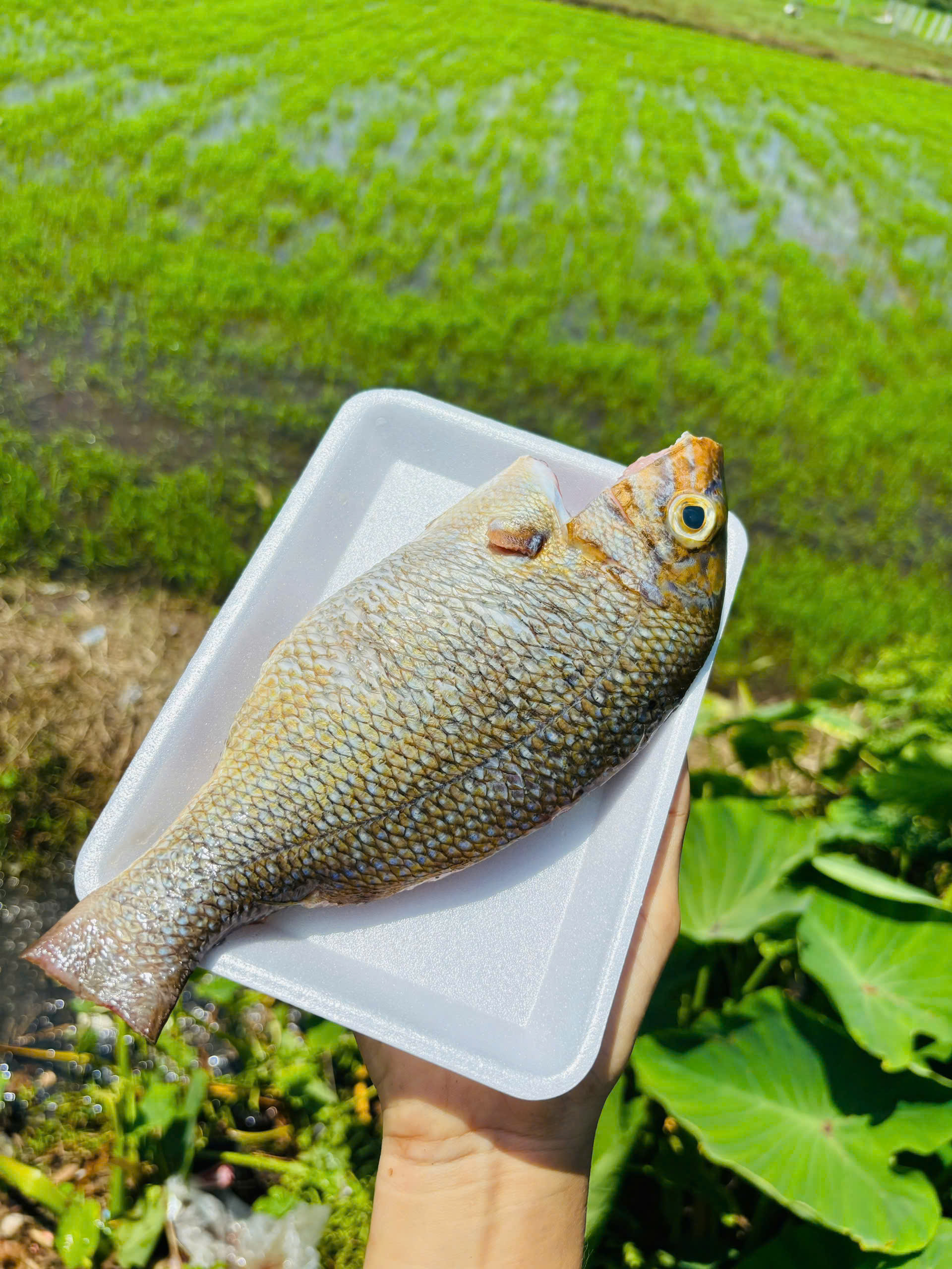 KHÔ MỰC CÂU size bàn tay 24-26con/Kg