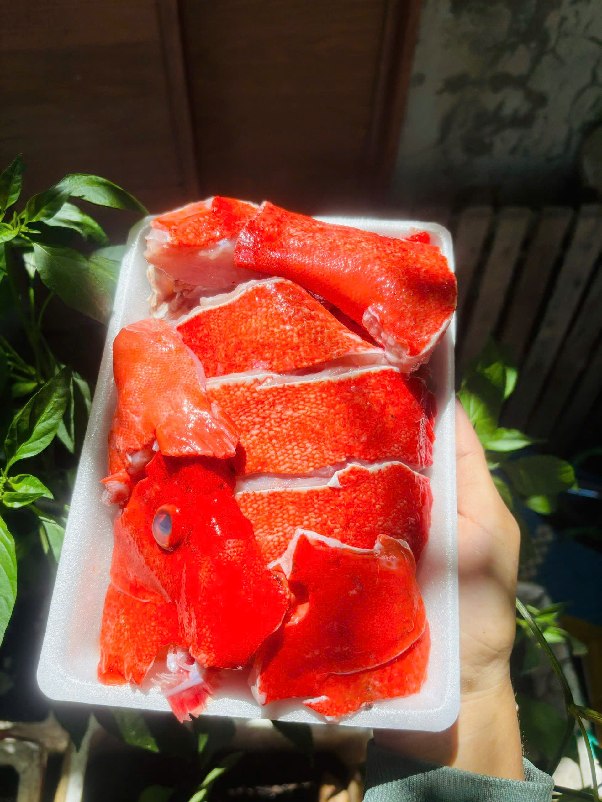 CÁ ĐÙ nhỏ
