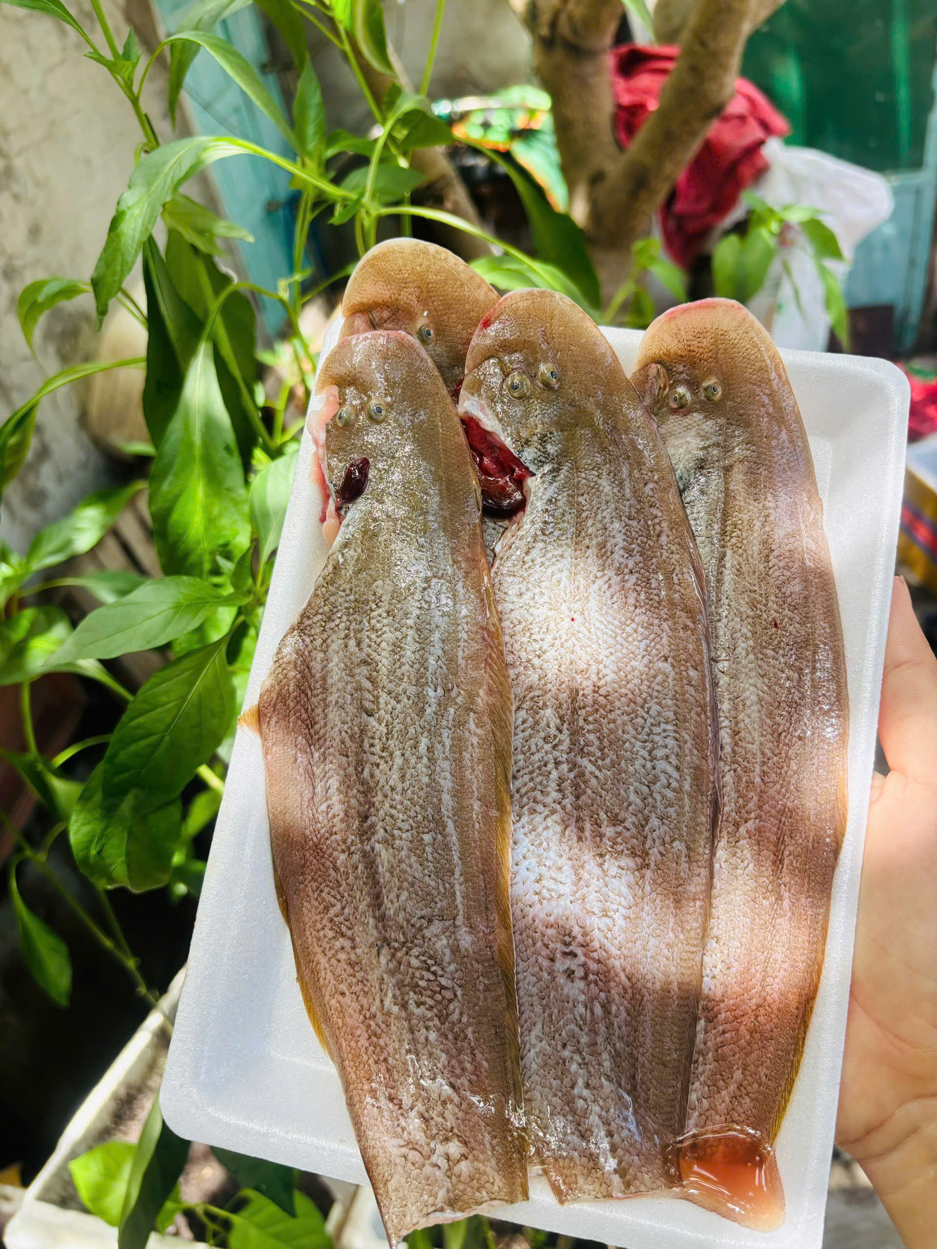 CÁ LƯỠI TRÂU