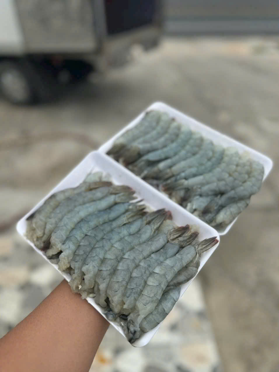 CÁ PHÈN (đỏ)