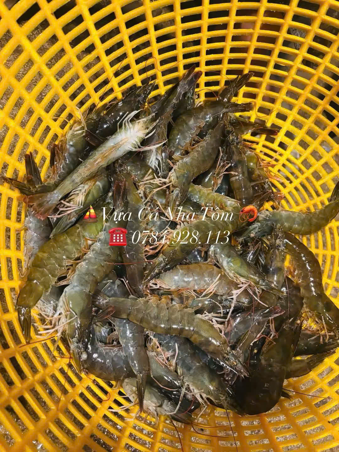 TÔM THẺ tươi sống (size 24-26)