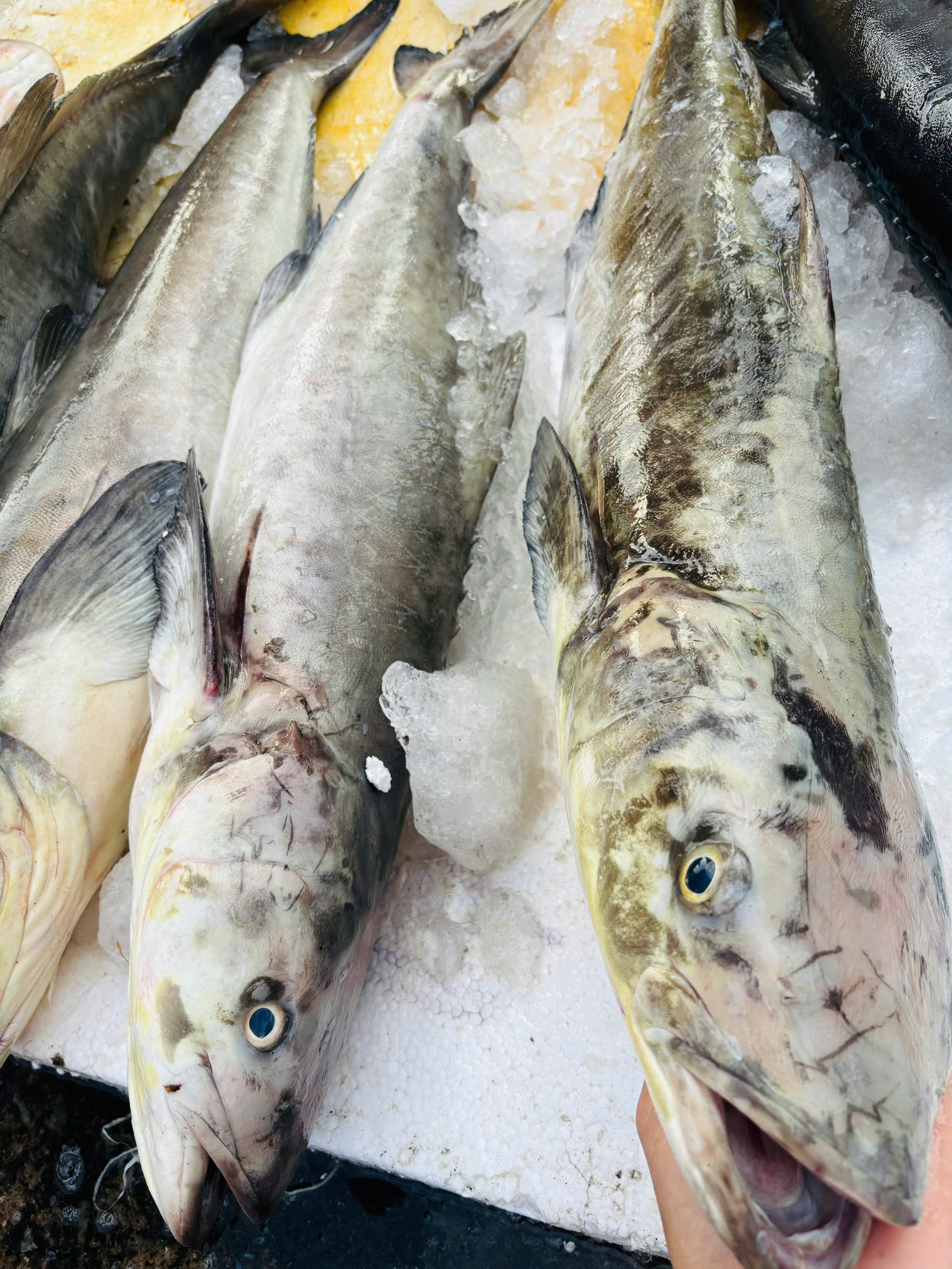 CÁ BỚP (nguyên con > 5kg)