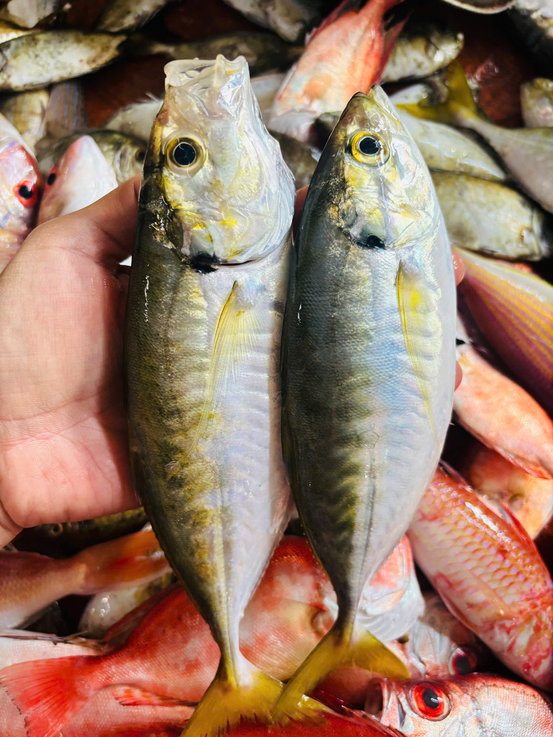 CÁ NGÂN