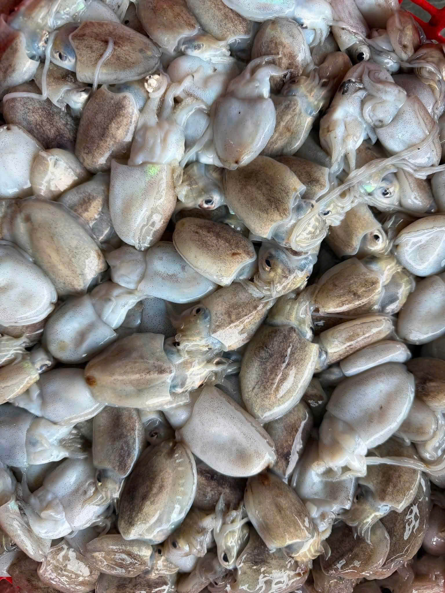 MỰC NAN